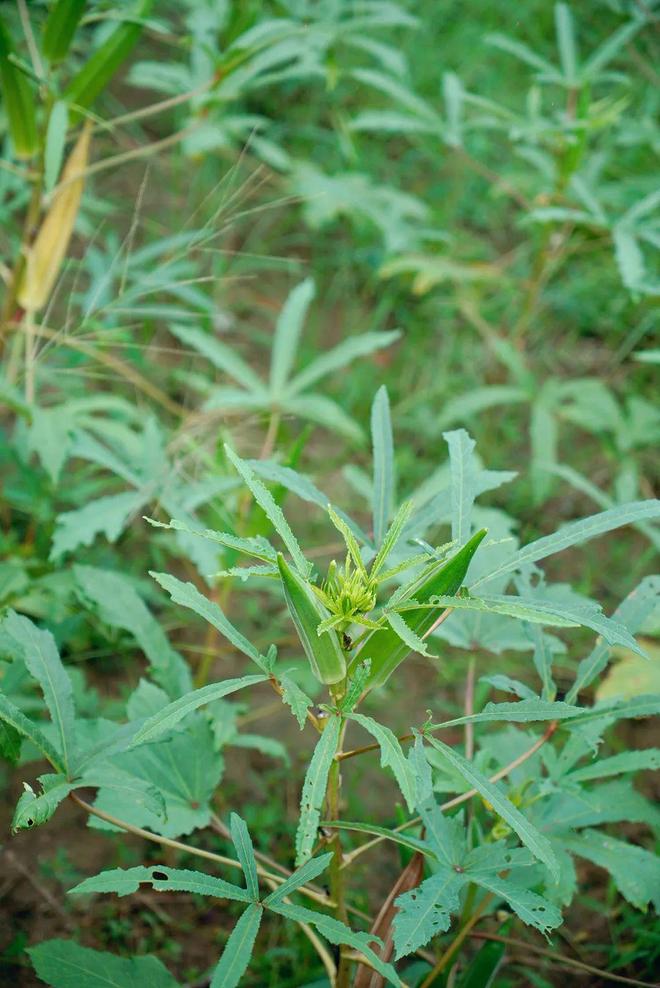 崇州「村咖指南」续AG真人娱乐网址(图17)